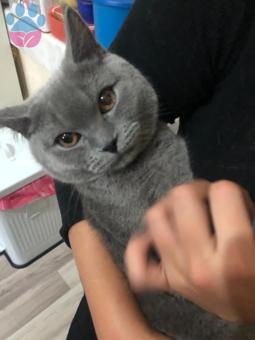 British Shorthair Erkek Kedim İçin