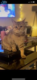 British Shorthair Kızıma Acil Eş Arıyorum