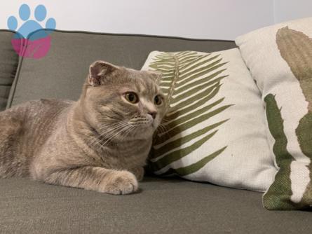 Scottish Fold 10 Aylık Erkek Eş Arıyoruz