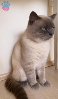 British Shorthair Oğluma Eş Arıyoruz