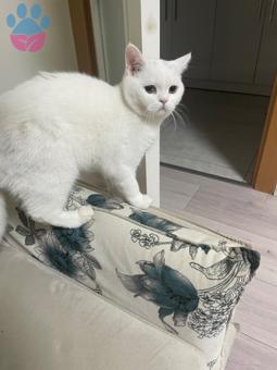 British Shorthair Kedime Eş Arıyorum