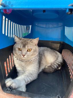 British Shorthair 1 Yaşındaki Kedime Eş Arıyorum