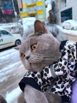 British Shorthair Oğlumuza Eş Arıyoruz