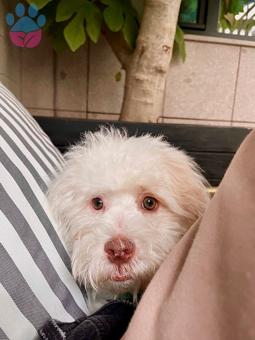 Maltipoo Oğlumuza Eş Arıyoruz 7 Aylık