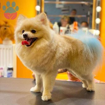 Pomeranian Boo 2 Yaşındaki Oğlumuza Eş Arıyoruz