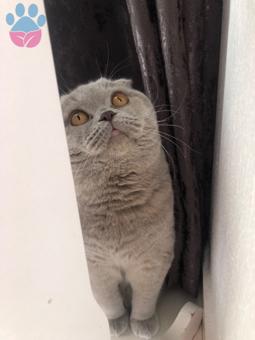 Scottish Fold BOBO İçin Eş Arıyorum