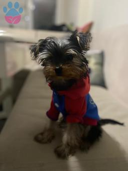 Yorkshire Terrier Cinsi Oğlumuza Eş Arıyoruz