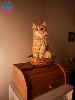 Scottish Fold Yakışıklı Oğluma Eş Arıyoruz