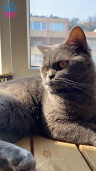 1 Yaşındaki British Shorthair Oğluma Eş Arıyorum