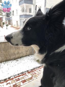 Border Collie 3.5 Yaşında Köpeğime Eş Arıyorum