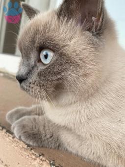 British Shorthair Güzel Kızıma Eş Arıyoruz