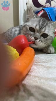 British Shorthair 9 Aylık Yavrumuz Eş Arıyor