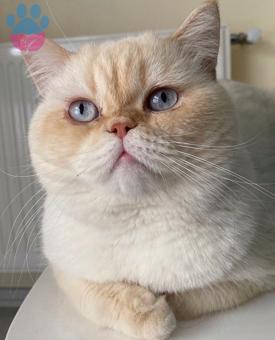 British Shorthair Oğluma Eş Arıyorum 1.5 Yaşında