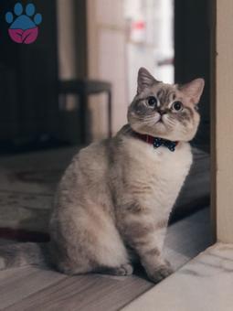 British Bluepoint Shorthair Oğluma Eş Arıyorum 1 Yaşında