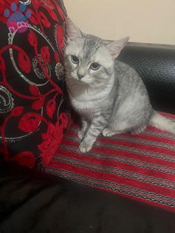 British Shorthair 11 Aylık Oğluma Eş Arıyorum