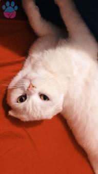 Scottish Fold Güzel Kızımıza Eş Arıyoruz