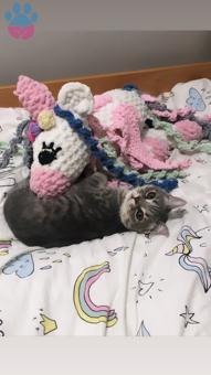 British Shorthair Cinsi Oğluma Eş Arıyorum