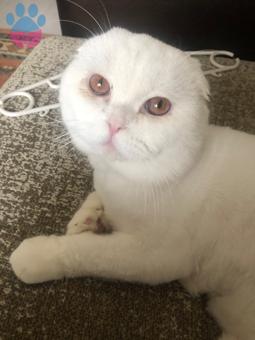 Scottish Fold Cinsi Oğluma Eş Arıyorum