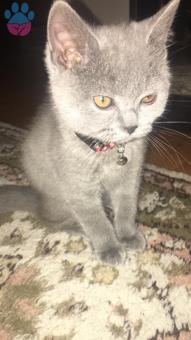 British Shorthair 11 Aylık Erkek Kedime Eş Arıyorum