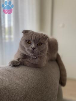 Scottish Fold Kızıma Eş Arıyorum 11 Aylık