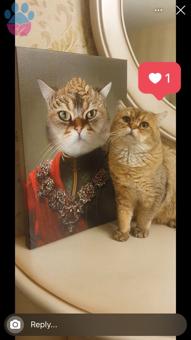 British Shorthair 2 Yaşında Yakışıklı Oğluma Eş Arıyorum