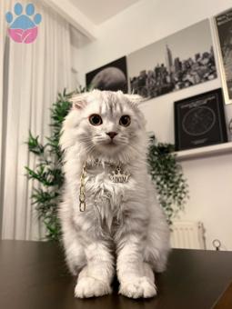 Scottish Fold Longhair 8 Aylık Kedime Eş Arıyorum