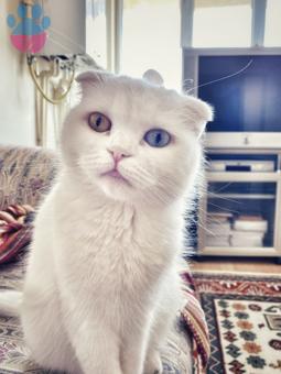 Scottish Fold Ponçik Hanıma Damat Arıyorum