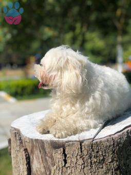 Maltese Terrier 0 Numara Oğluma Eş Arıyorum