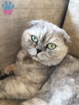 Scottish Fold Cinsi Oğluma Eş Arıyorum