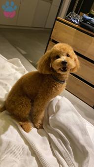 Toy Poodle 2 Yaşındaki Oğlum Çiko İçin Eş Arıyorum