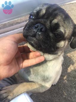 Pug Köpeğim İçin Dişi Arıyorum 5 Yaşında