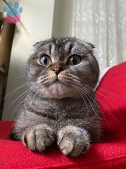 Scottish Fold Kedime Eş Arıyorum