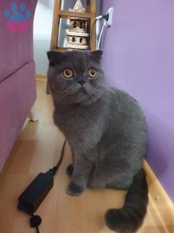 Scottish Fold Nazlımıza Eş Arıyoruz