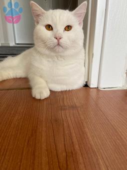 British Shorthair 1 Yaşında Eş Arıyor