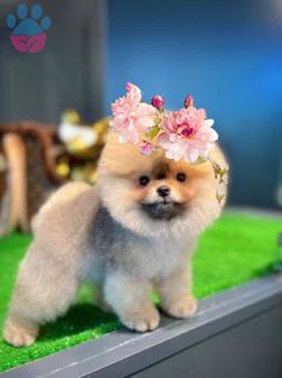 Safkan Pomeranian Boo Kızımız İçin Eş Arıyoruz