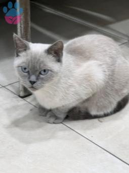 British Shorthair Bluepoint Kızım Kızanda