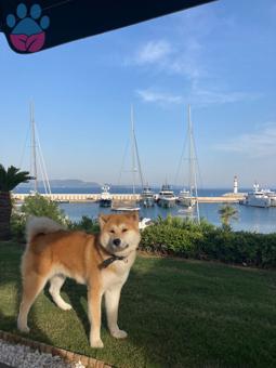 Akita Inu Oğlumuza Dişi Akita Arıyoruz