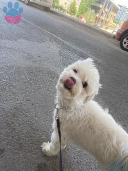 Maltese Terrier Oğluma Eş Arıyorum