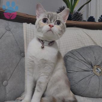 British Shorthair Kedimize Eş Arıyorum