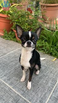 Chihuahua Oğluma Eş Arıyorum 11 Aylık