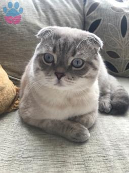 Scottish Fold Blue Point Erkek Yavrumuza Eş Arıyoruz