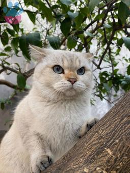 British Shorthair Erkek Kedime Dişi Kedi Adayı Arıyoruz