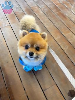 Pomeranian Boo Yakışıklı Oğlumuza Eş Arıyoruz