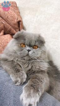 1 Yaşında Scottish Fold Oğlumuza Eş Arıyoruz