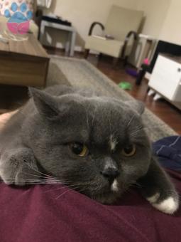 British Shorthair Oğlumuz Kızgınlıkta Acil Eş Aranıyor