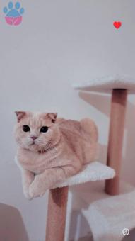 Scottish Fold 1.5 Yaşında Oğluma Eş Arıyorum