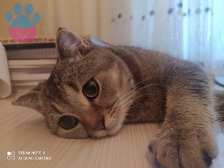 Scottish Fold Kızımız İçin Eş Arıyoruz