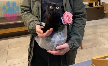 Scottish Fold Kızıma Eş Arıyorum 1 Yaşında