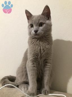 7 Aylık British Shorthair Kızımıza Eş Arıyoruz