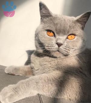 British Shorthair 1.5 Yaşında Kedime Eş Arıyorum